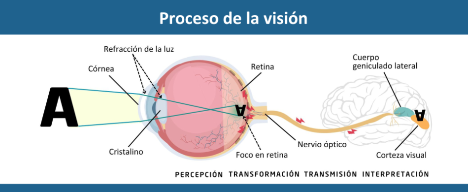 Proceso de la visión