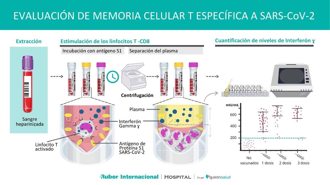 Pruebas para medir la inmunidad celular y humoral frente al SARS-CoV-2 y valorar vacunación contra covid19