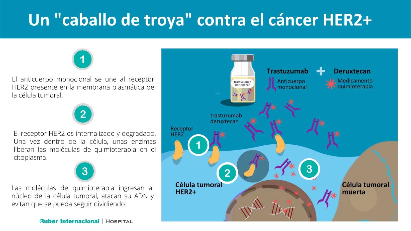 Cáncer de mama HER2 positivo HER2 trastuzumab Dr Cortes Hospital Ruber Internacional