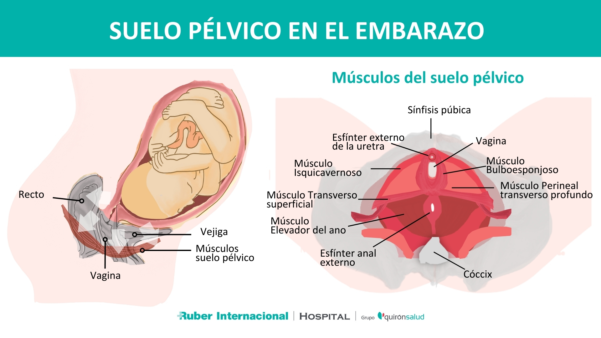 Suelo pélvico en el embarazo y posparto