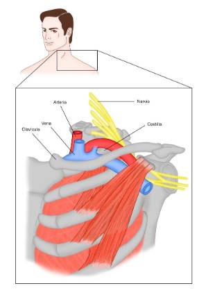 clavicula