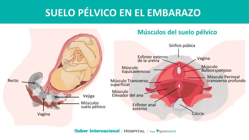 Suelo pélvico en el embarazo y posparto